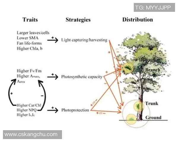 足球明星身体数据分析揭示运动表现与健康状态的深层关系